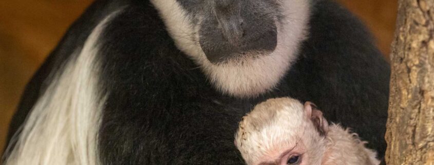 Sněhobílé mládě guerézy pláštíkové je již 43. narozeným jedincem tohoto druhu v Zoo Praha. Foto Monika Dolejšová, Zoo Praha